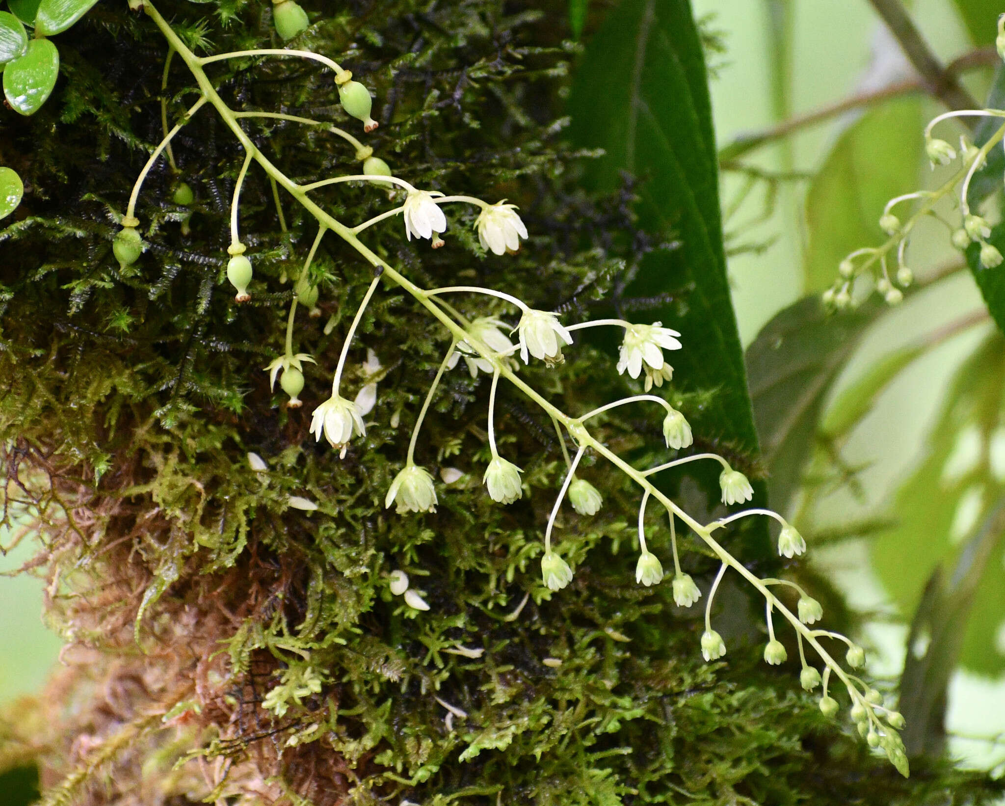 صورة Tovaria pendula Ruiz & Pav.