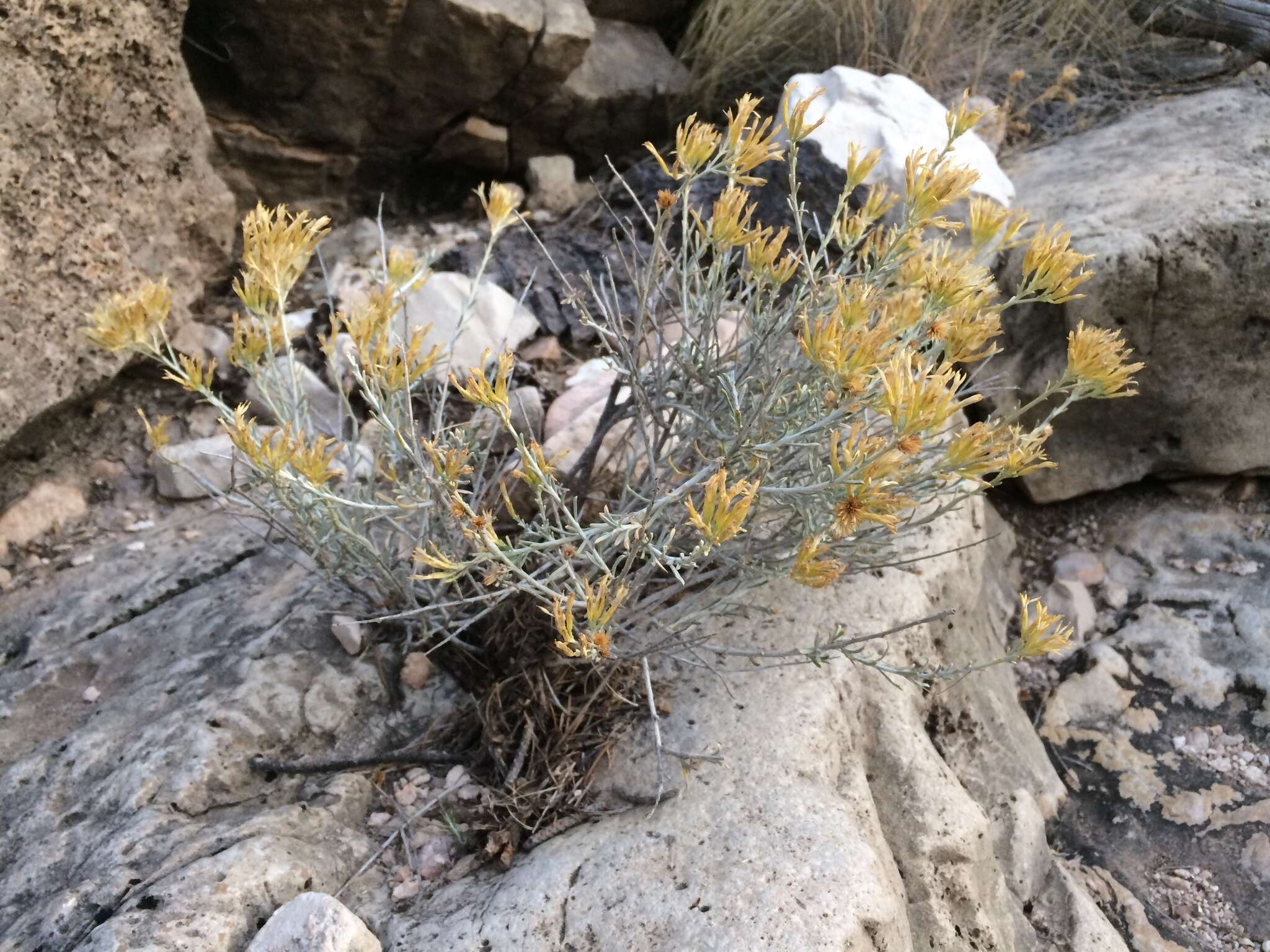 Imagem de Ericameria nauseosa var. texensis (L. C. Anderson) G. L. Nesom & G. I. Baird