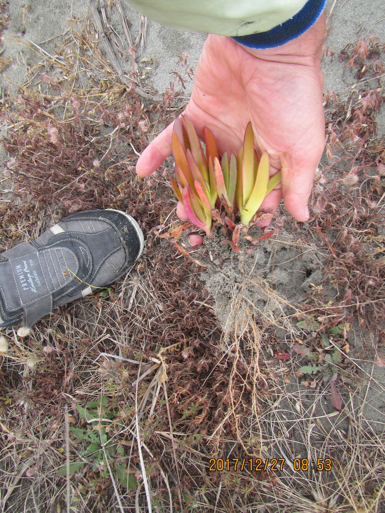 Image of Carpobrotus N. E. Br.