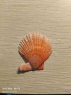 Azumapecten farreri (Jones & Preston 1904) resmi