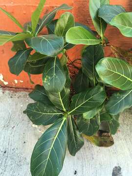 Ficus obtusifolia Kunth的圖片