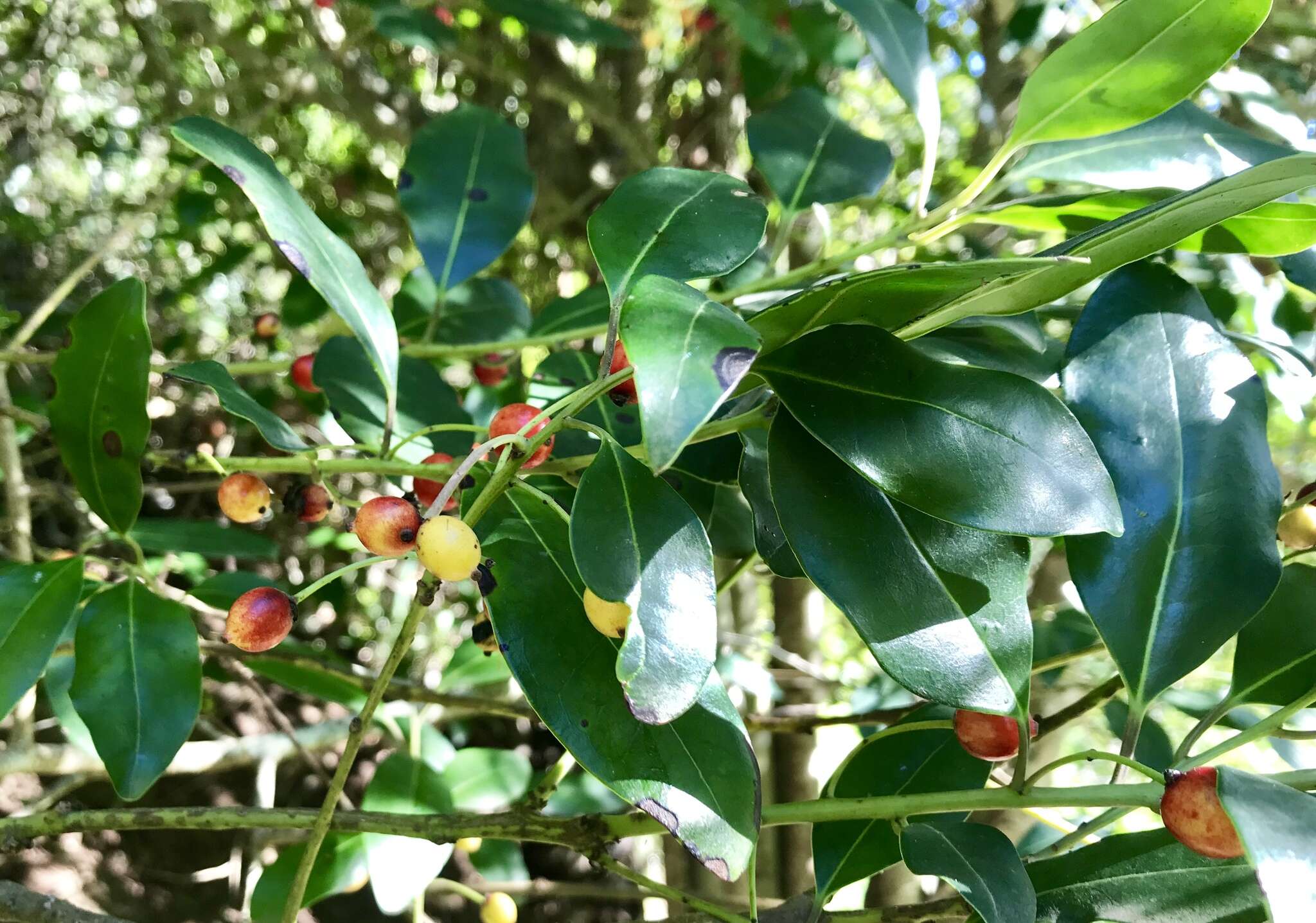 Imagem de Ilex canariensis Poir.