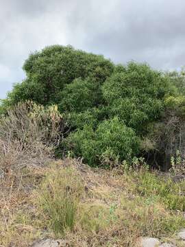 Image of Myoporum tenuifolium G. Forster