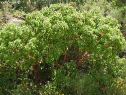 Image of Greek Strawberry-tree