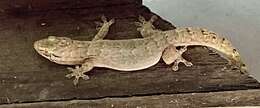 Image of House Gecko