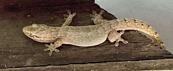 Image of House Gecko