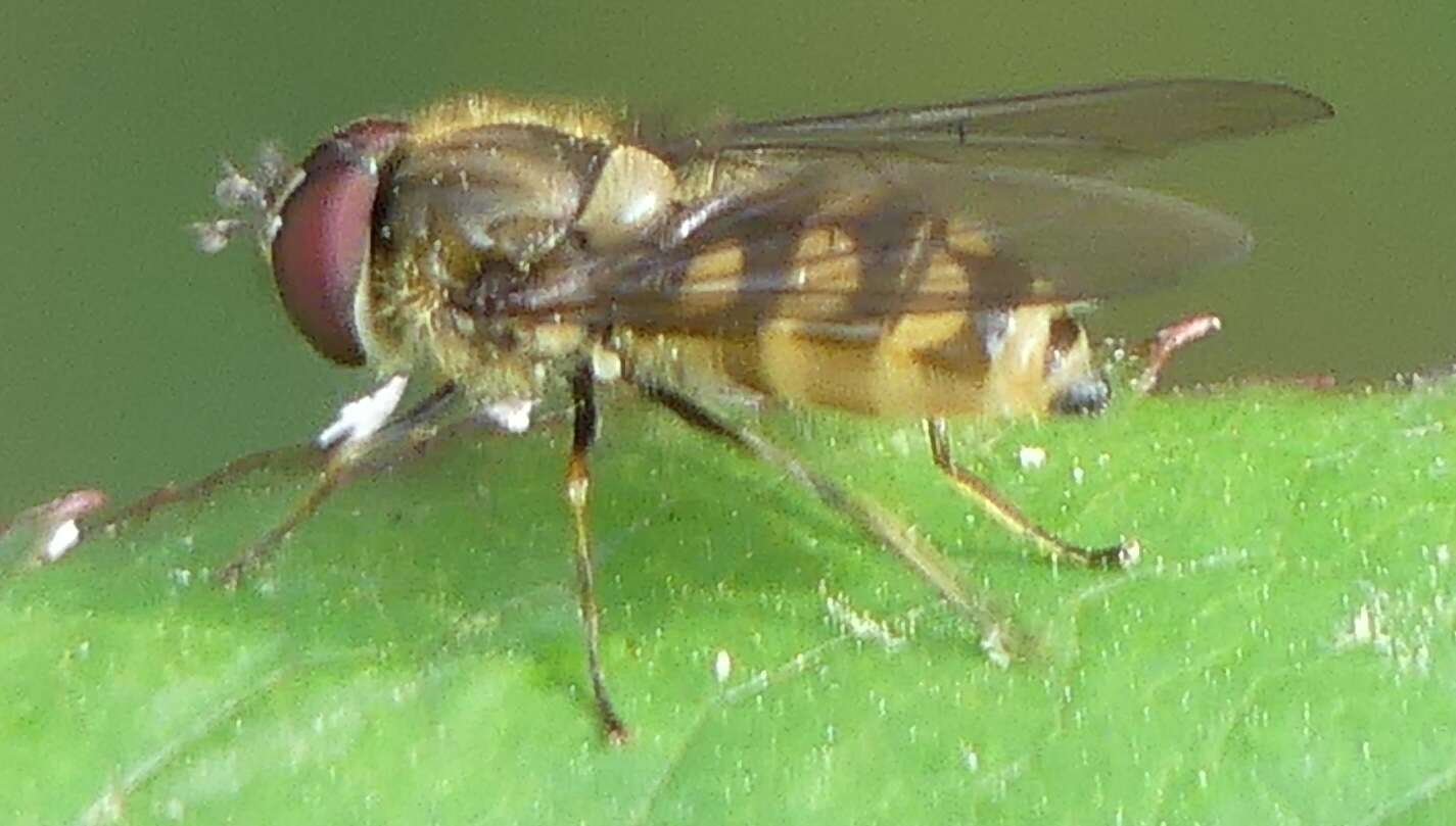 Image of Parasyrphus punctulatus (Verrall 1873)