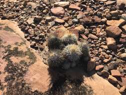 Image of Discocactus zehntneri subsp. boomianus (Buining & Brederoo ex Buining) N. P. Taylor & Zappi