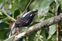 Image of Plumbeous Antbird