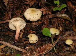 Image of Hygrophorus salmonipes G. Stev. 1963