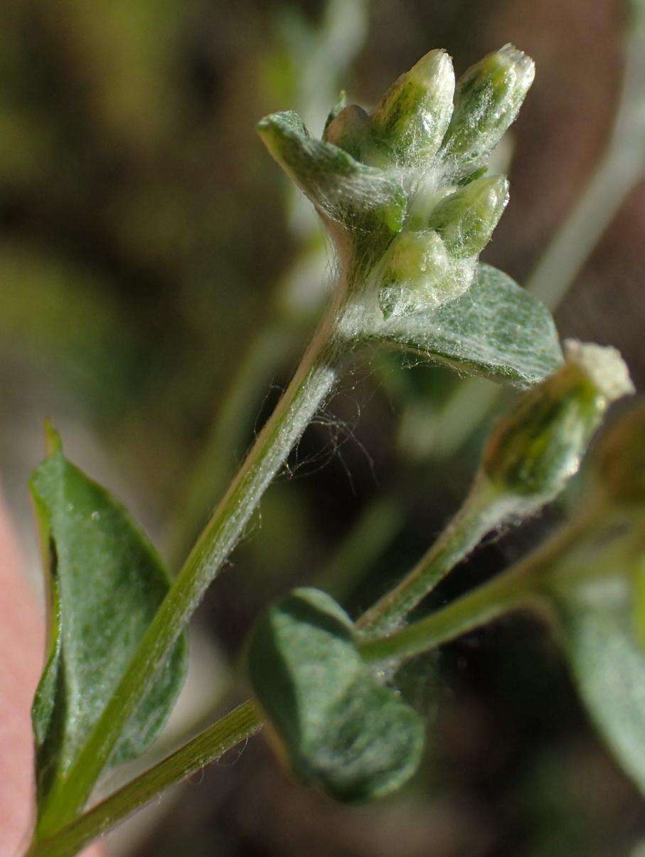 Слика од Troglophyton capillaceum subsp. diffusum (DC.) Hilliard