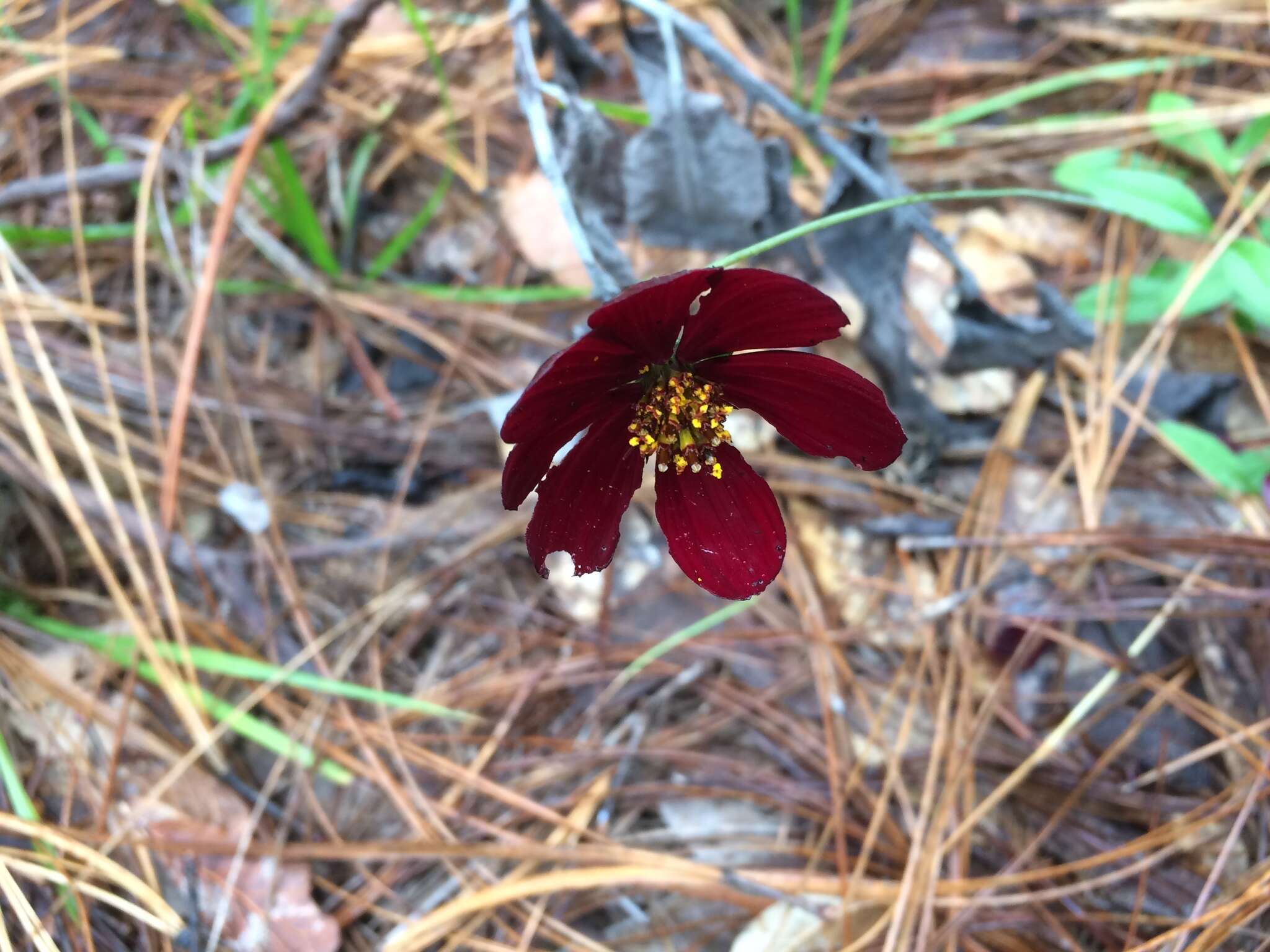 Image of Chocolate Cosmos