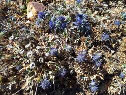 Eryngium dilatatum Lam. resmi