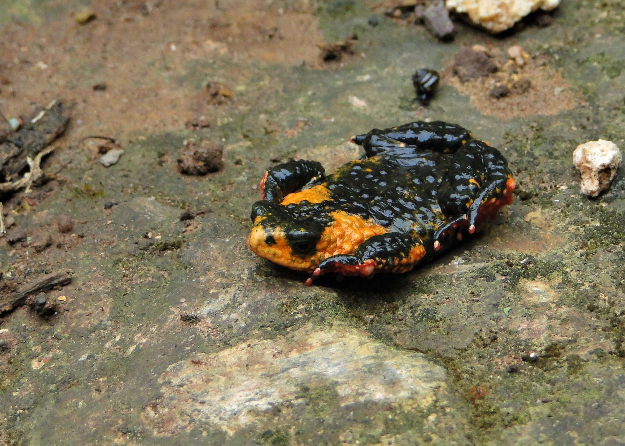 Image of Melanophryniscus rubriventris (Vellard 1947)