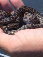 Image of Spotted python