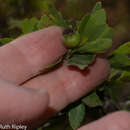 Image of Hesperomeles cuneata Lindl.