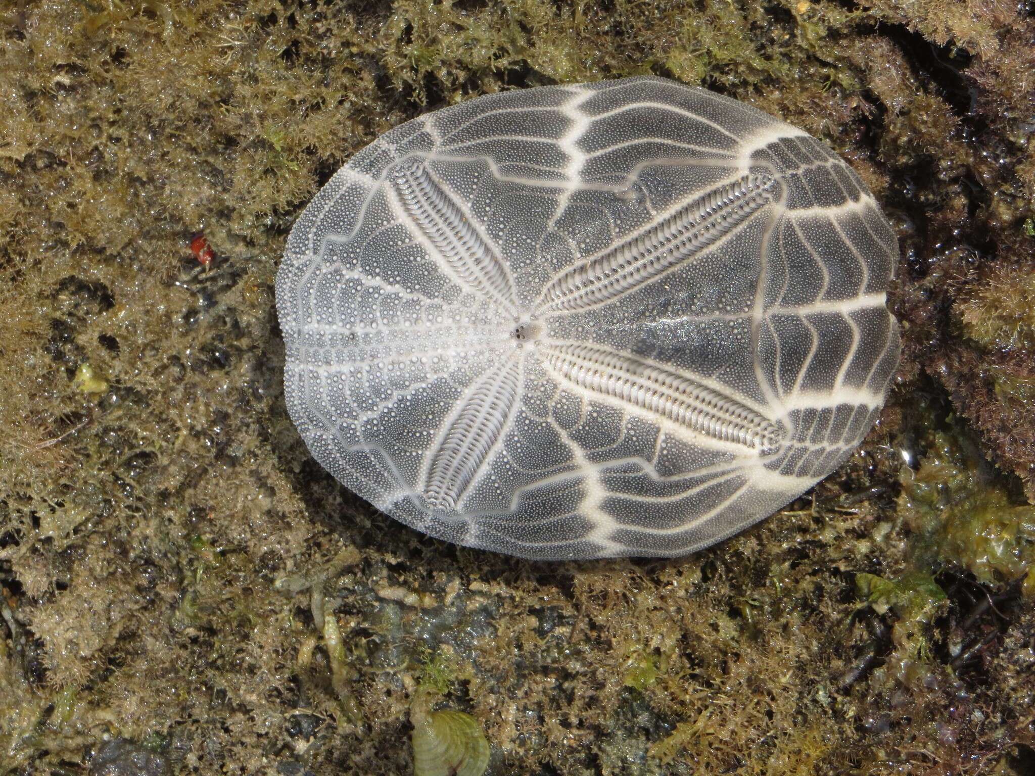 Image of Metalia spatagus (Linnaeus 1758)