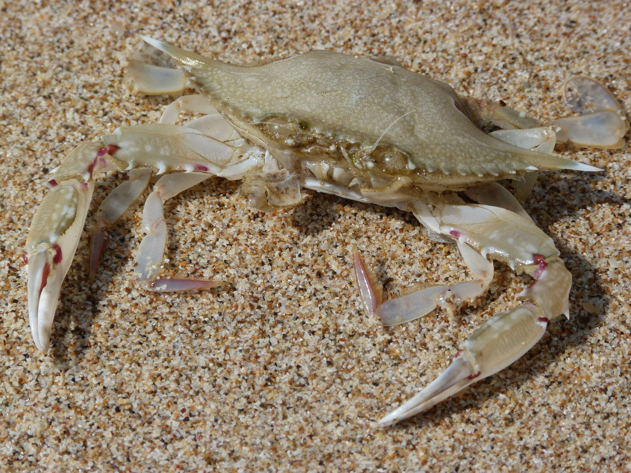 Image of blood-spotted swimming crab