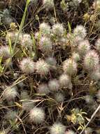 Image of Trifolium infamia-ponertii Greuter