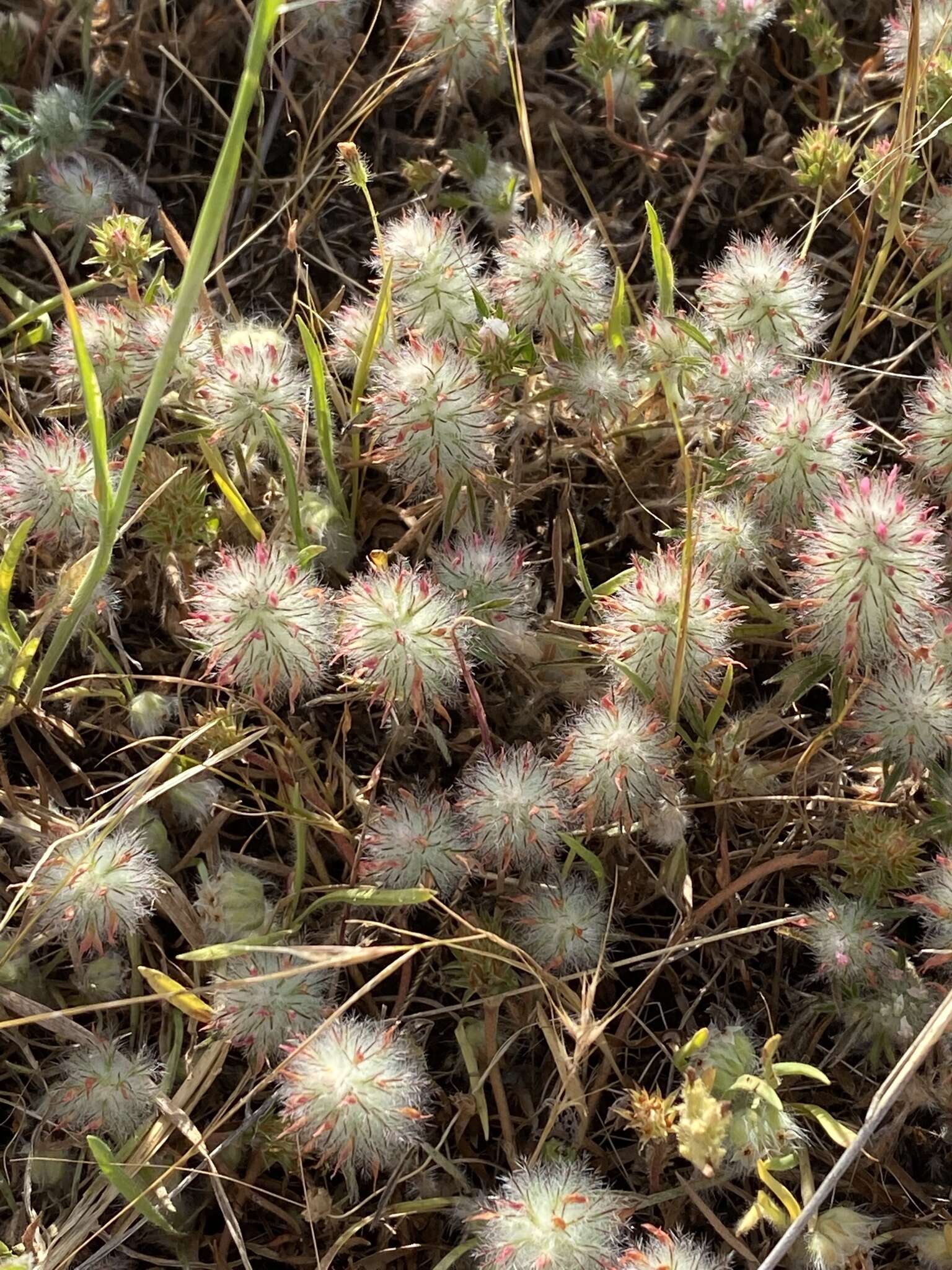 Image of Trifolium infamia-ponertii Greuter