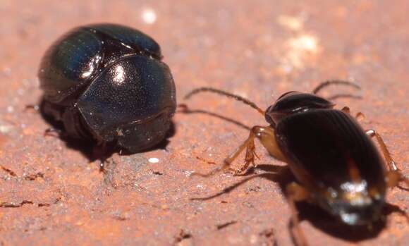 Image of Germarostes aphodioides (Illiger 1800)