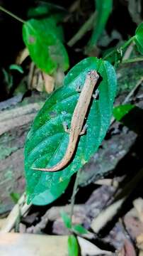 Image of Nauta Salamander