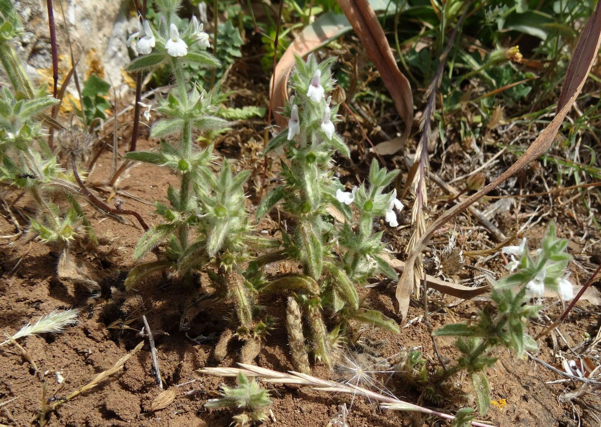 Image of simplebeak ironwort