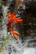 Image de Disa cardinalis H. P. Linder