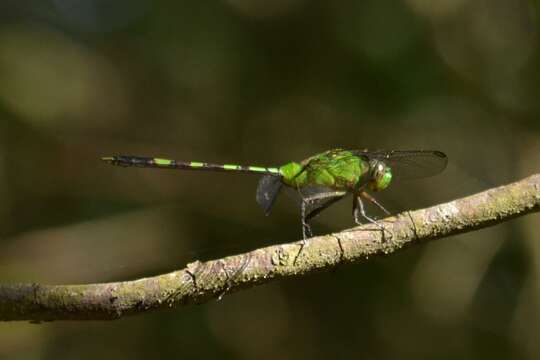 Image of Great Pondhawk