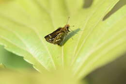 Image of Taractrocera ardonia Hewitson 1868