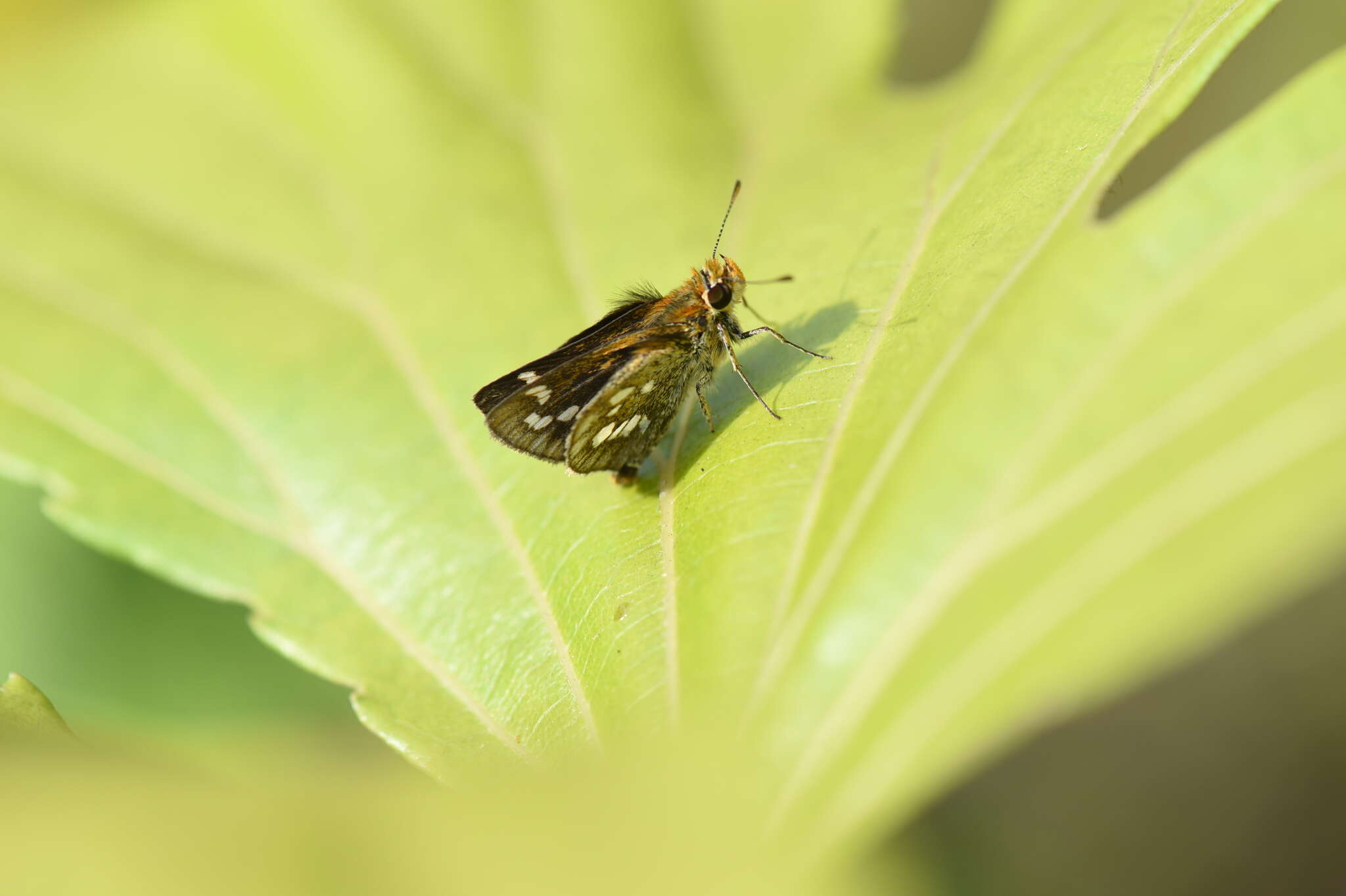 Image of Taractrocera ardonia Hewitson 1868