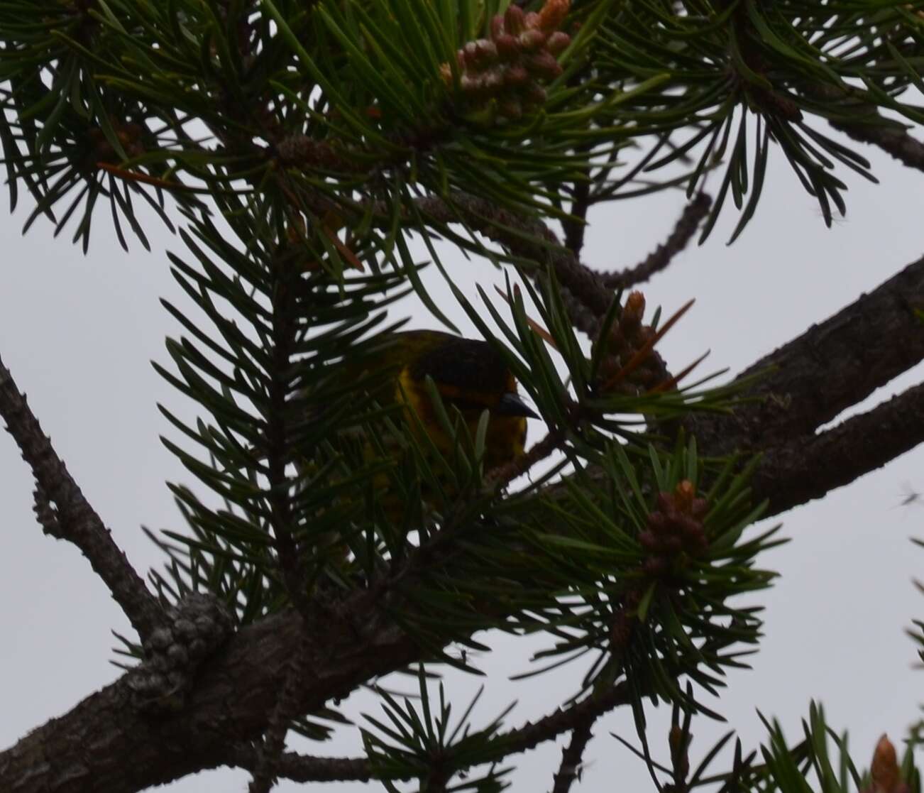 Image of Cape May Warbler