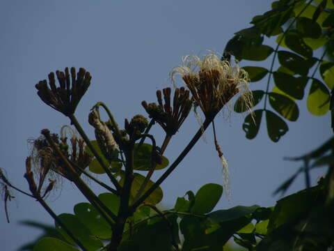 Слика од Balizia leucocalyx (Britton & Rose) Barneby & J. W. Grimes