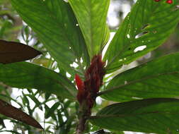 Image of Columnea dimidiata (Benth.) Kuntze