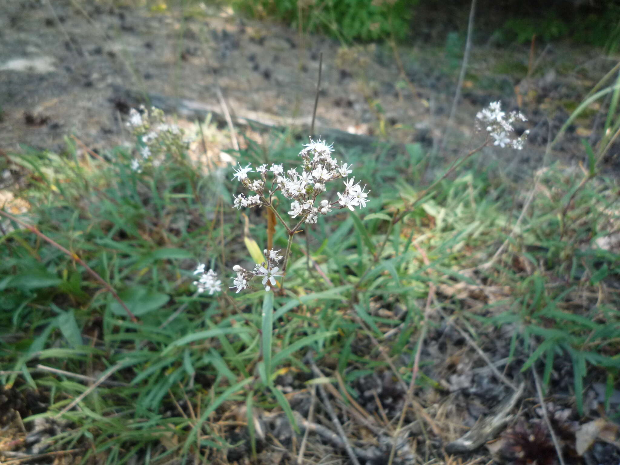 Слика од Gypsophila fastigiata L.