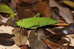 Sivun Stilpnochlora quadrata (Scudder & S. H. 1869) kuva