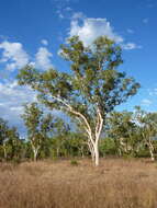 Image of Eucalyptus bigalerita F. Müll.