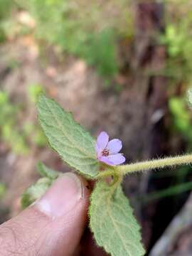 Image de Tremandra stelligera R. Br. ex DC.