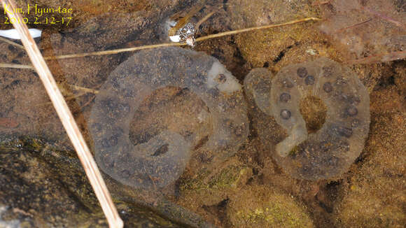 Image of Korean small salamander; Kkoma-Dorongnyong (Korean)