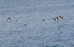 Image of Fluttering Shearwater