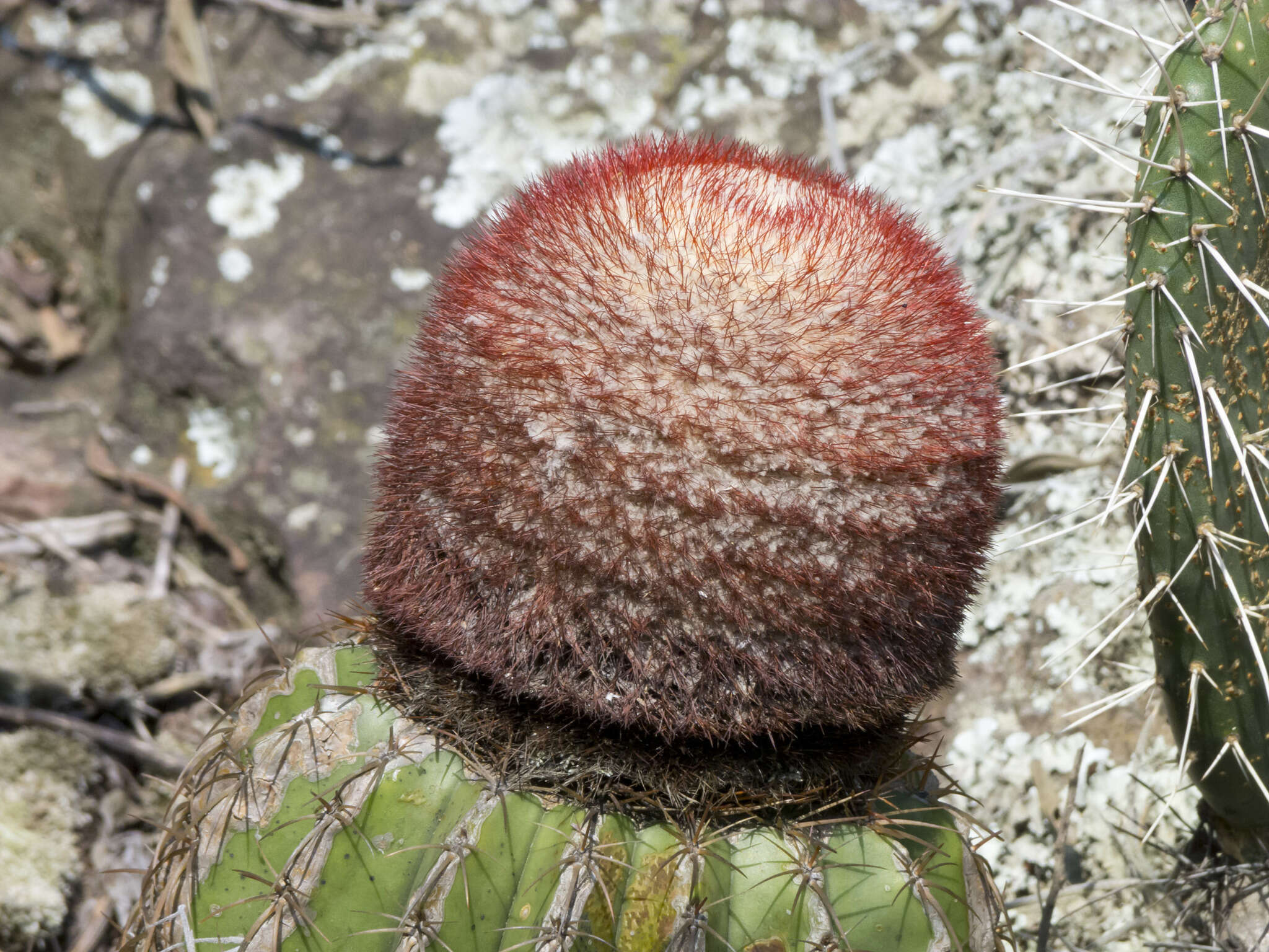 Image of Melocactus andinus subsp. hernandezii (Fern. Alonso & Xhonneux) N. P. Taylor