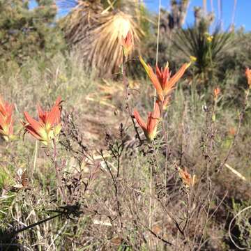 Image of <i>Castilleja <i>tenuiflora</i></i> var. tenuiflora