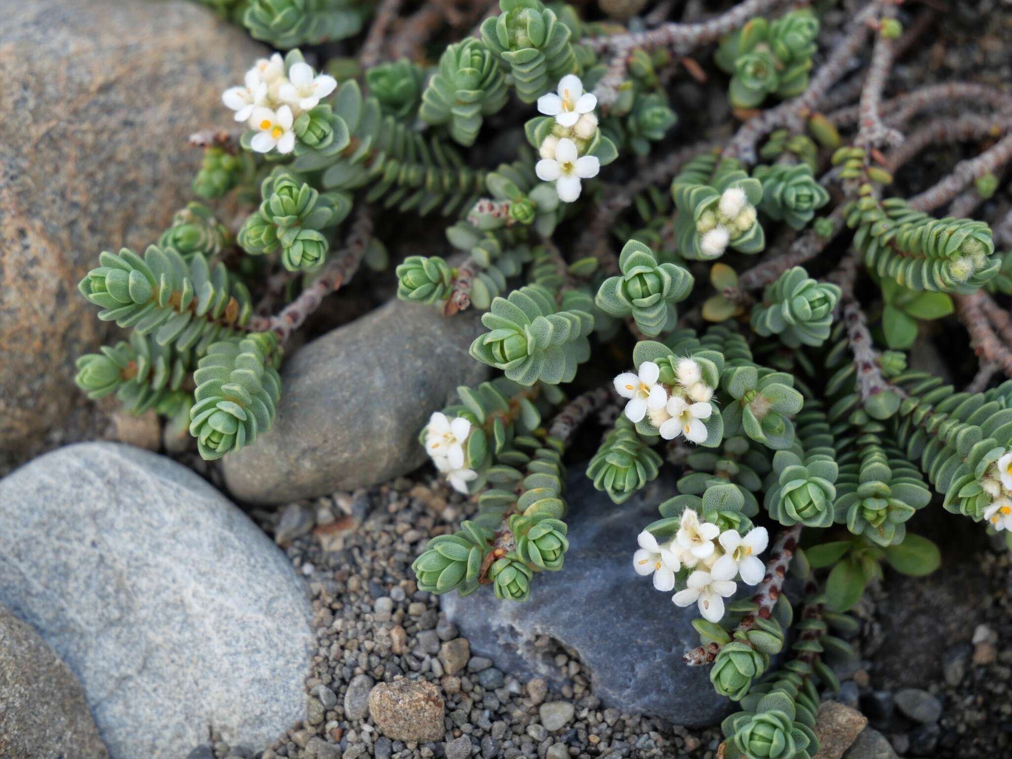 Image of Pimelea carnosa C. J. Burrows