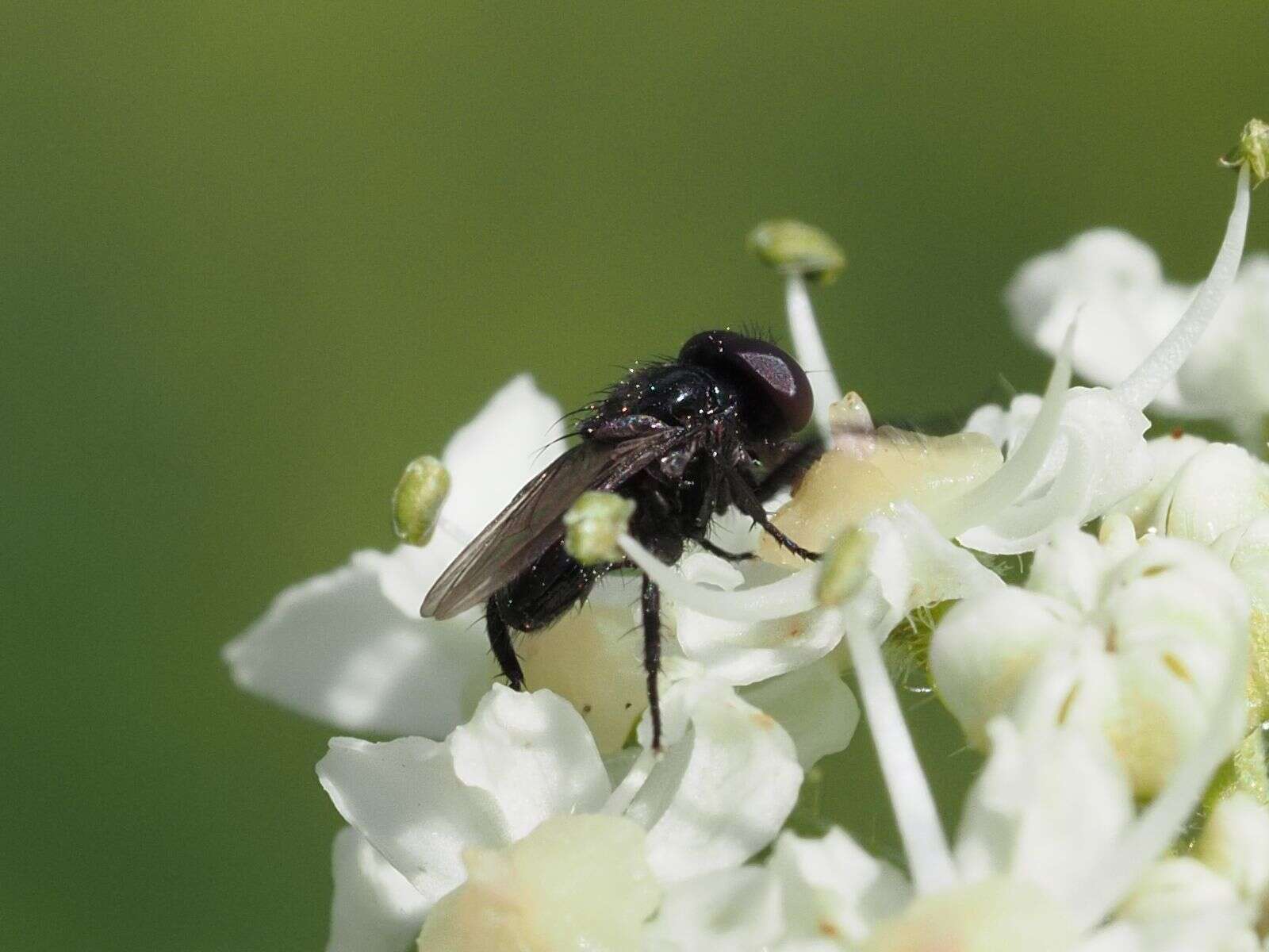 Image of Litophasia hyalipennis (Fallen 1815)