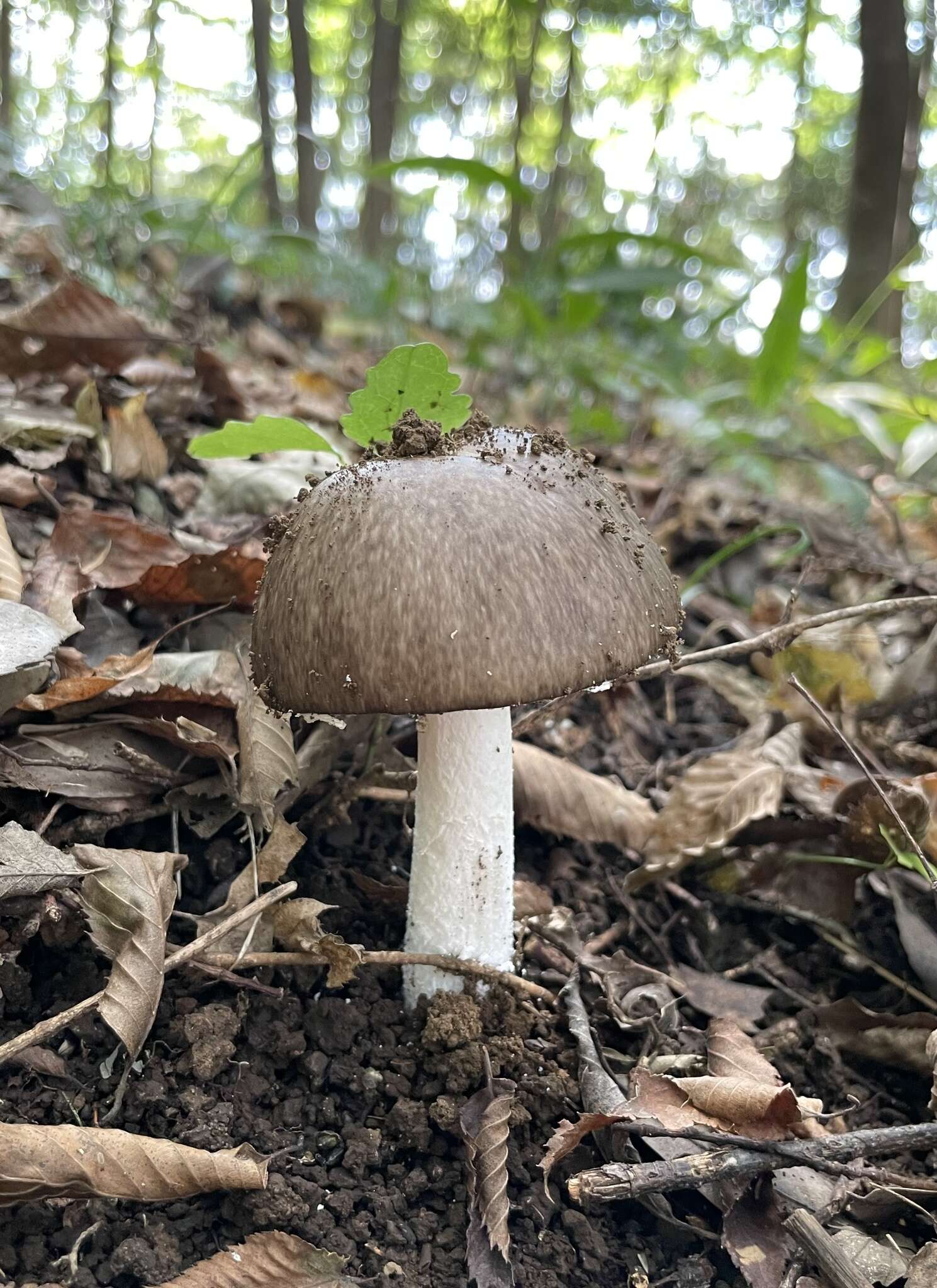 صورة Amanita pseudoporphyria Hongo 1957