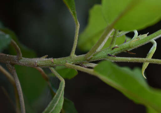 Image of Elaeocarpus grahamii F. Müll.