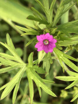 Plancia ëd Geranium dissectum L.