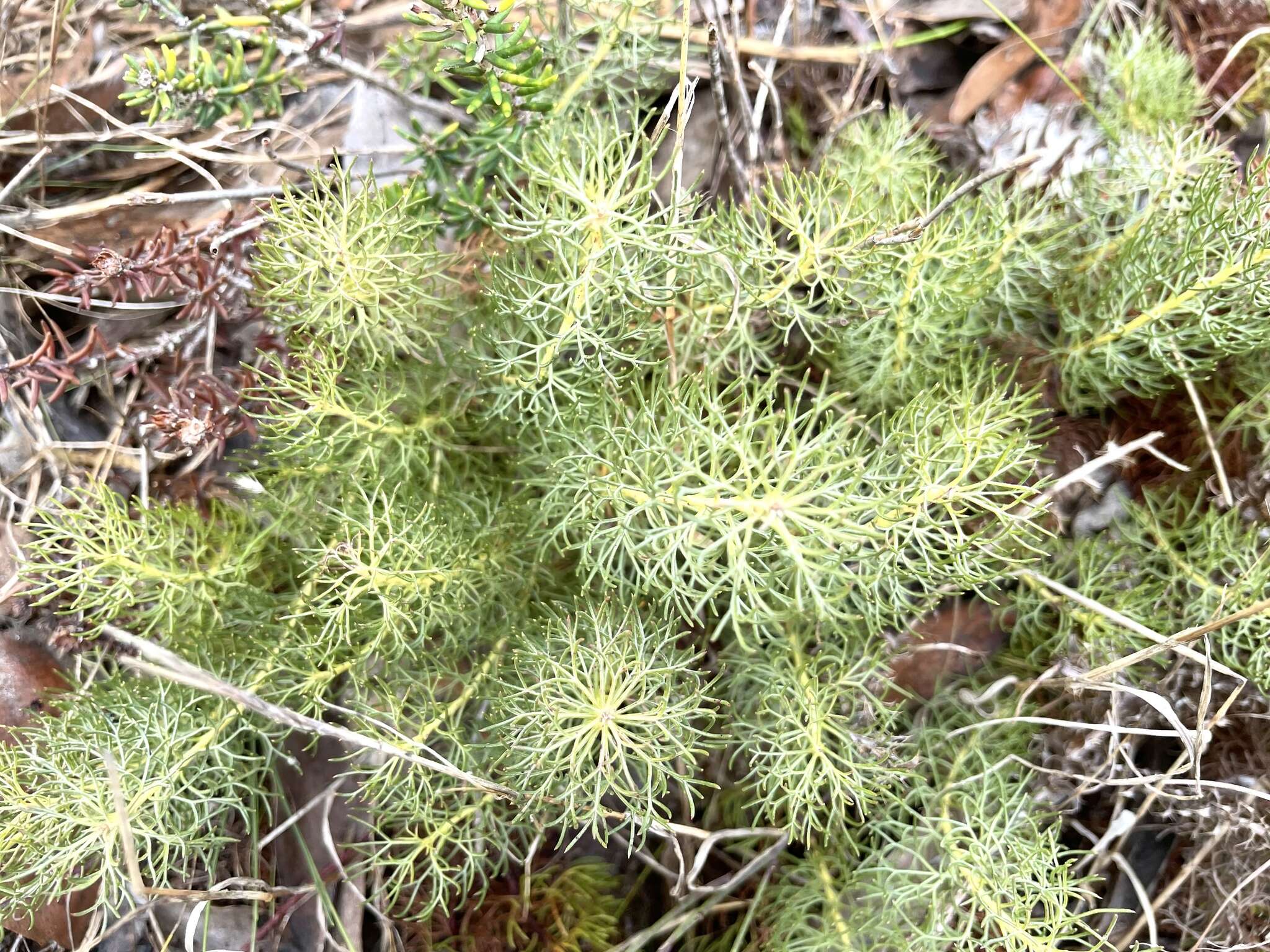 Plancia ëd Serruria cyanoides (L.) R. Br