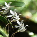 Image of Aerangis thomsonii (Rolfe) Schltr.