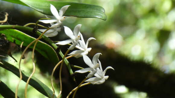 Image of Aerangis thomsonii (Rolfe) Schltr.